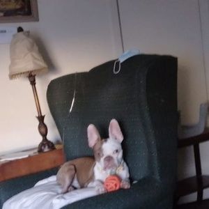 Meet your Posher, Joey